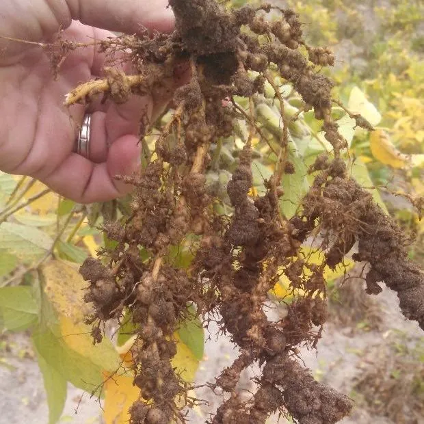 thumbnail for publication: Management of Nematodes with Cowpea Cover Crops